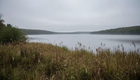 Great Lakes coastal wetland with cattails and sedges at misty morning