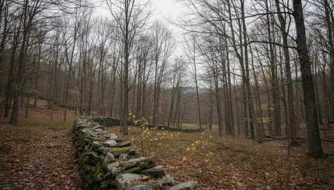 New England mixed hardwood forest with old stone wall running through bare autumn trees